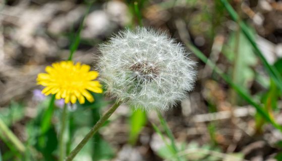 Tarassaco, fiore e soffione su un prato verde