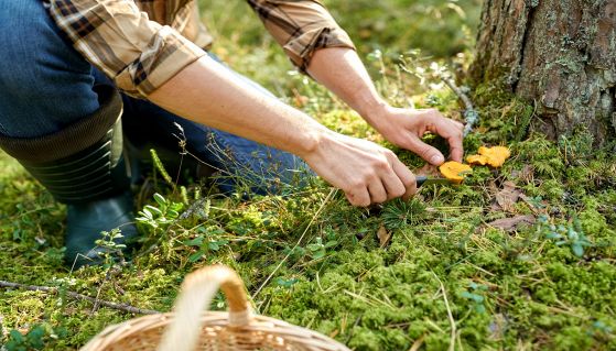 Uomo con cesto raccoglie funghi nel bosco