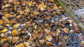 Vongole veraci sul bancone del pesce al mercato