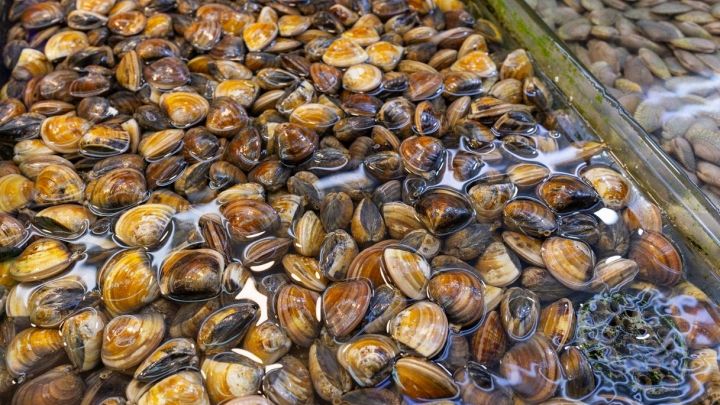 Vongole veraci sul bancone del pesce al mercato