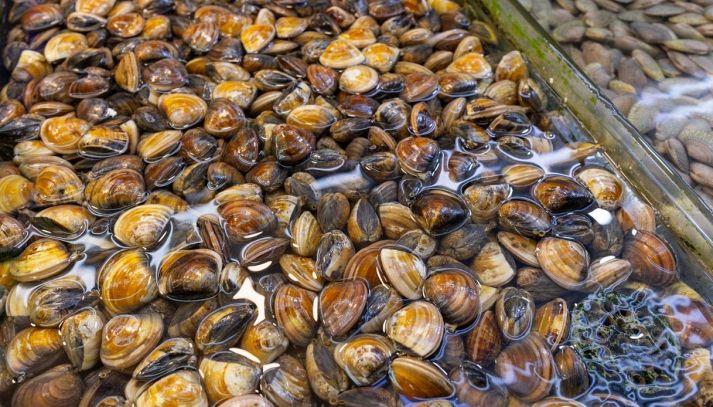 Vongole veraci sul bancone del pesce al mercato