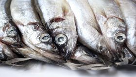 Alici fresche crude