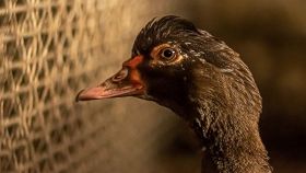 Primo piano di un'anatra d'allevamento