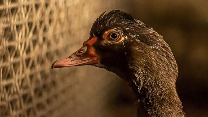 Primo piano di un'anatra d'allevamento