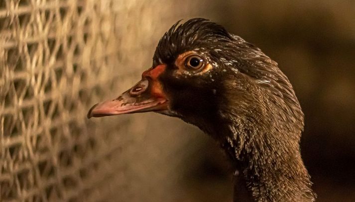 Primo piano di un'anatra d'allevamento