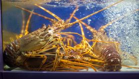 Aragoste vive nell'acquario di un ristorante
