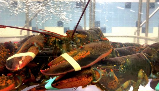 Astici con le chele bloccate nell'acquario di un ristorante