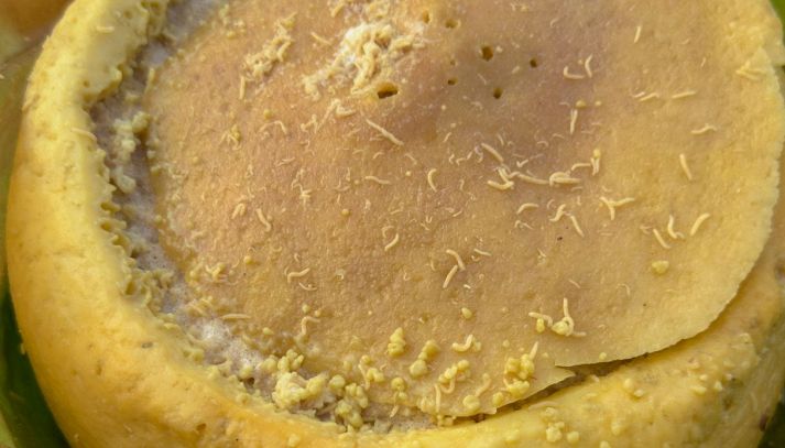 Casu marzu