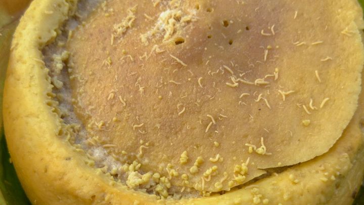 Casu marzu