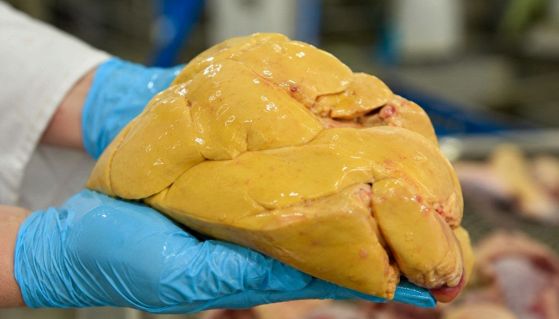 Un fegato d'anatra sottoposto a ingrasso per il foie gras