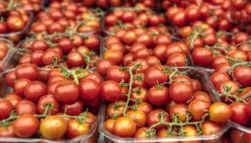 Pomodorini nella vaschetta di plastica in vendita al mercato