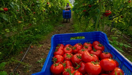 Raccolta di pomodori maturi in campagna