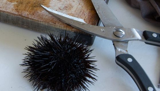 Un riccio di mare chiuso e da pulire con la tipica cesoia