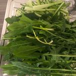 Lavandino con cicoria appena lavata
