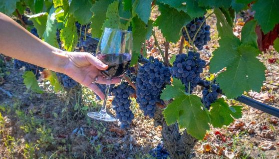 Una donna cammina in un vitigno con un calice di vino rosso