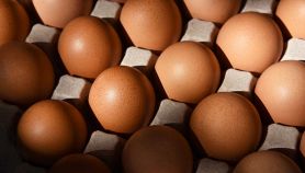 Uova in contenitore portauova di cartone