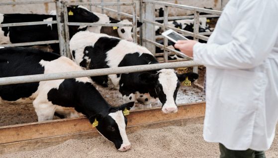 Mucche d'allevamento visitate dal veterinario