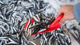 Uomo solleva con una paletta un mucchio di acciughe fresche dal pescato del giorno