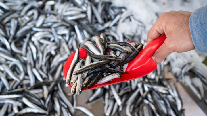 Uomo solleva con una paletta un mucchio di acciughe fresche dal pescato del giorno
