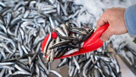 Uomo solleva con una paletta un mucchio di acciughe fresche dal pescato del giorno