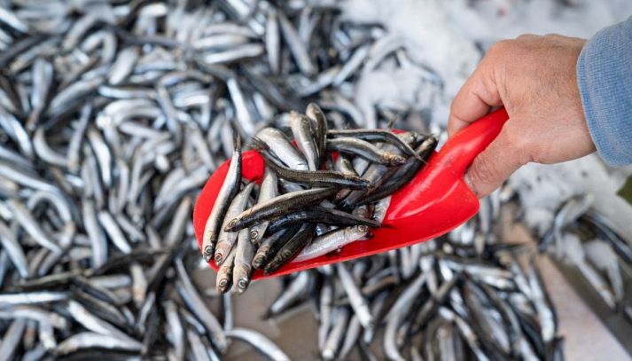 Uomo solleva con una paletta un mucchio di acciughe fresche dal pescato del giorno