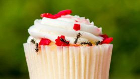 Un dolce con formiche
