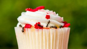 Un dolce con formiche