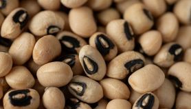 Fagioli dall'occhio
