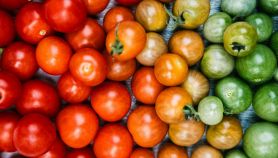 Forme e colori del pomodoro