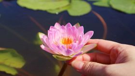 Fior di Loto toccato da una mano