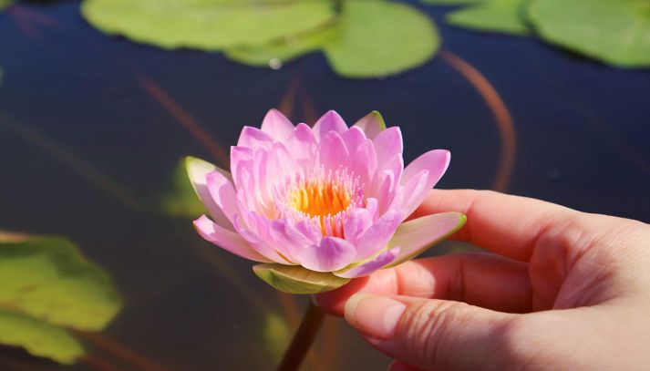 Fior di Loto toccato da una mano