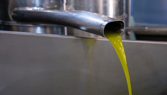 Olio extravergine d'oliva puro in lavorazione