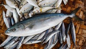 Pescato di pesce azzurro fresco in cesta