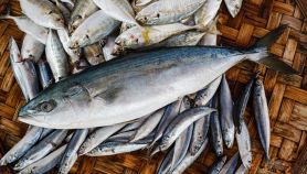 Pescato di pesce azzurro fresco in cesta