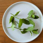 Menta lavata