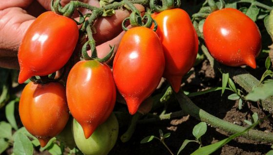 Pomodorino Piennolo