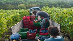 Camion nel vigneto con persone che raccolgono l'uva