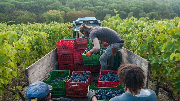Camion nel vigneto con persone che raccolgono l'uva