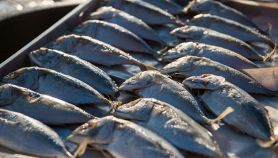 Esposizione di sgombro sul bancone del pesce alla luce del sole