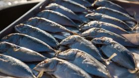 Esposizione di sgombro sul bancone del pesce alla luce del sole