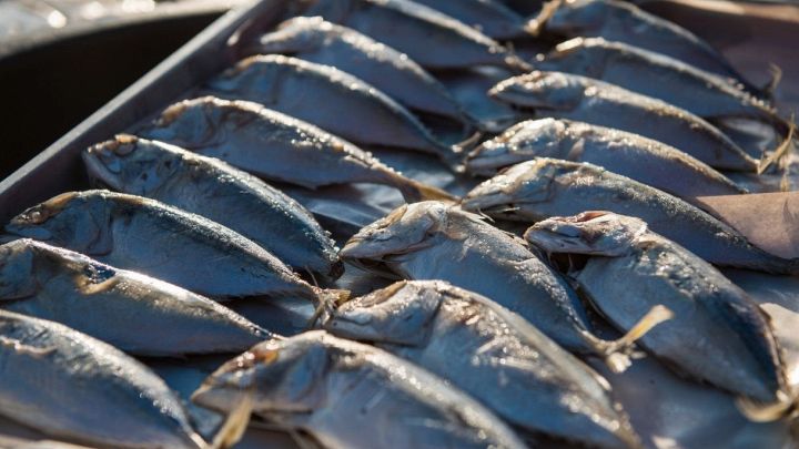 Esposizione di sgombro sul bancone del pesce alla luce del sole