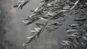 Il prossimo olio d'oliva di qualità sarà molito in Inghilterra ed è tutta colpa del caldo