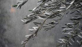 Il prossimo olio d'oliva di qualità sarà molito in Inghilterra ed è tutta colpa del caldo