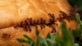 Delle formiche si muovono su un panino