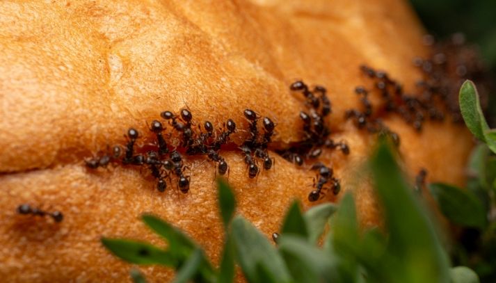Delle formiche si muovono su un panino