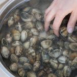 maiale-con-le-vongole-alla-portoghese-step-2.jpeg