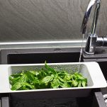 Basilico sotto l'acqua