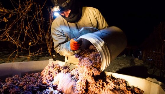 Raccolta dell'uva per il vino di ghiaccio canadese