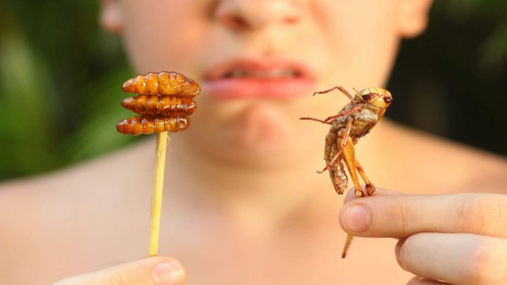 Il vero motivo per cui storci il naso davanti al cibo con insetti
