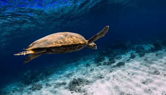 Una tartaruga marina nuota nell'oceano blu